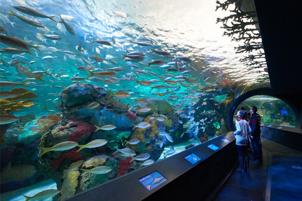 Aquarium Exhibit Design